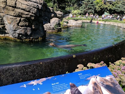 California Sea Lion Pool