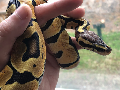 Rose Pythons - Visual