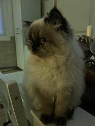 Photo n°4 de La maison de Choupette à Vendin-lès-Béthune (Toiletteur)