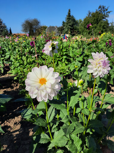 EMDV - Eerste Maastrichtse Dahlia Vereniging - Thumbnail