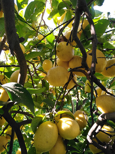 Agridipietro | Irrigazione - Fitofarmacia - Giardinaggio - Thumbnail