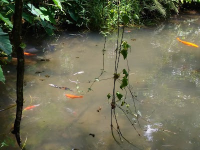 Photos of Surathura Spice & Herbal Garden