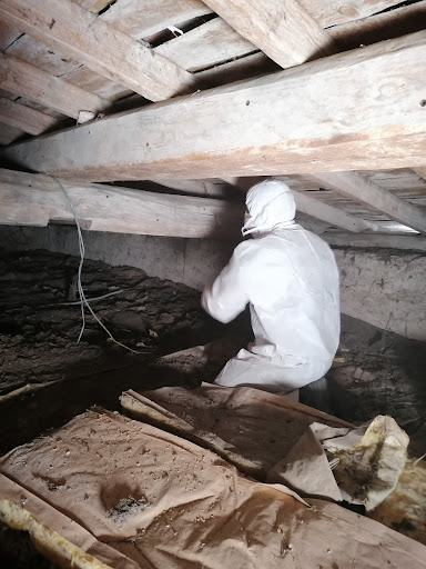 Photo de Montesquieu Termites Capricornes à Cabanac-et-Villagrains (33650)