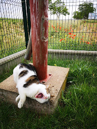 Photo n°7 de L'Arche de Mittel, Clinique Vétérinaire à Mittelhausbergen (Clinique vétérinaire)