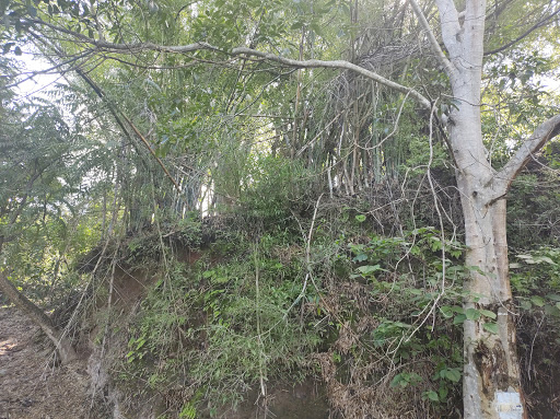 Río Suchitlán - Visual