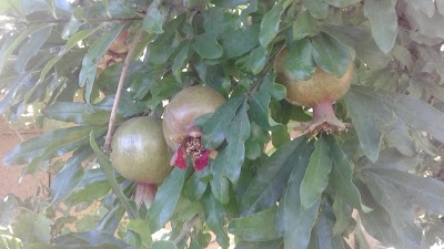 Photos of Timberland Tree Farm