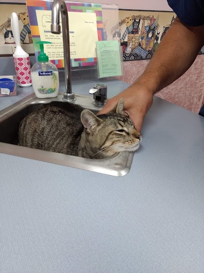 Summer Street Cat Clinic PC