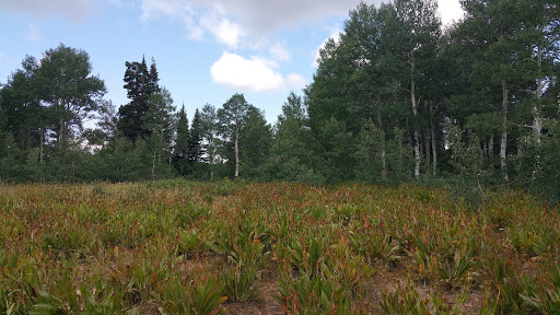 Cache National Forest - Visual