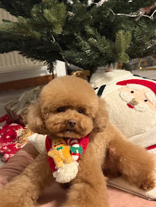 Bild: Hundesalon Little Fluffy Grooming & Spa Neueste