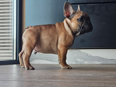 Tempo de Valiva, Cría Y Selección Del Bulldogs Francés