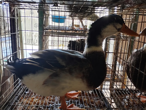 Veterinaria Mi pequeña mascota