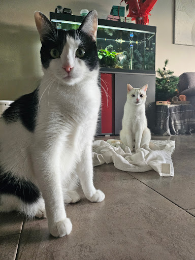 Hotel para perros Michinanny | Petsitter y niñera de gatos