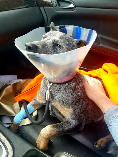 North Branch Animal Hospital - Thumbnail
