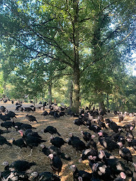 Photo n°9 de GFA de Pierpont à Castelnau-de-Montmiral (Élevage de volailles)