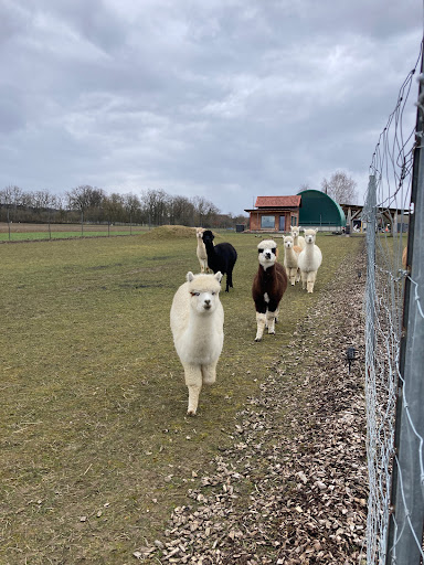 Kirchschönbacher Alpakas - Thumbnail