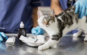 Photo n°1 de Clinique Vétérinaire Argos Domène à Domène (Vétérinaire)