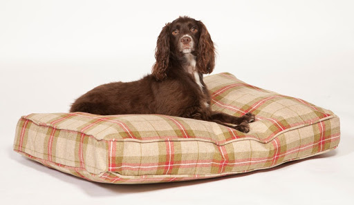 Chelsea Dogs - Thumbnail