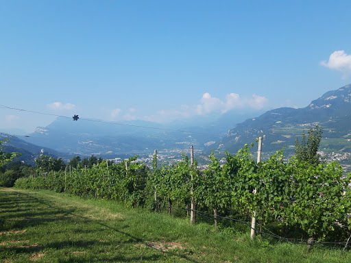 DALZOCCHIO - Visual
