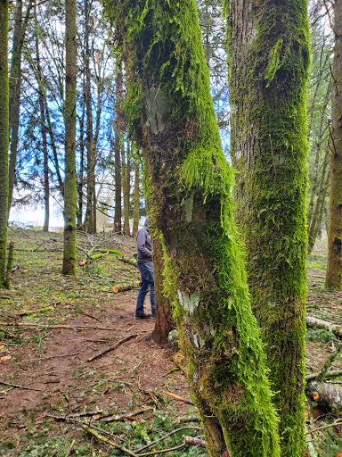 Skyline Trail - Visual