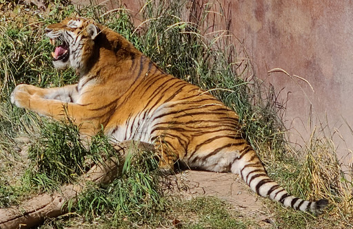 Idaho Falls Zoo at Tautphaus Park - Thumbnail