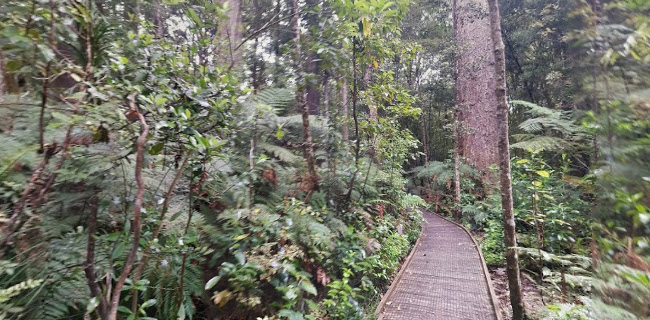 Trounson Kauri Park - Whangarei