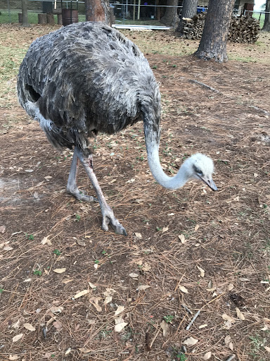 Happy Acres Ostrich Ranch - Thumbnail