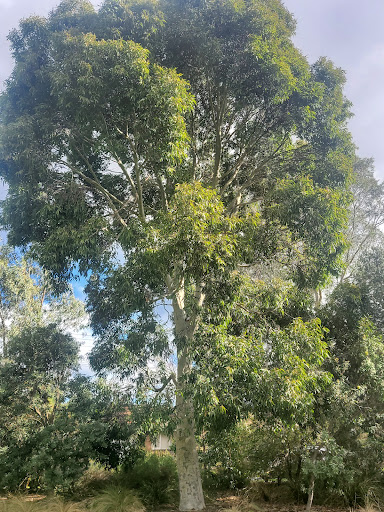 Eddie Reserve - Thumbnail