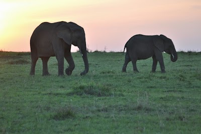 Photos of Wild Wings Safaris