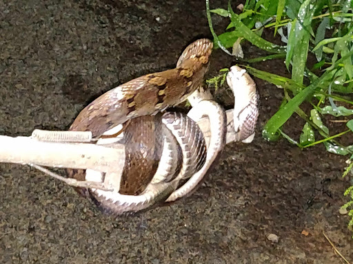 We Catch Snake And We Are Friends For Snake We Don't Kill