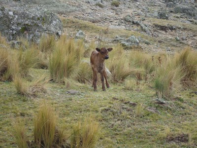 Photos of Parador Alojamiento Los Gigantes