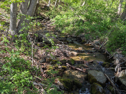 Lesesne State Forest - Thumbnail