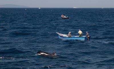 Photos of Birding Tarifa