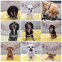 ドッグサロン Blue