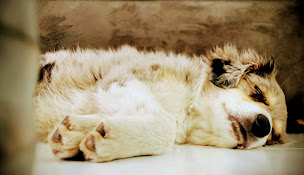 Photo n°3 de Domaine des Petits Bergers à Saint-Mars-de-Coutais (Éleveur de chiens)