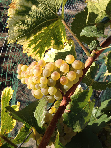 Tildio Winery - Thumbnail