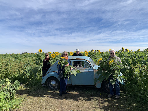Hunter Valley Sunflowers - Thumbnail