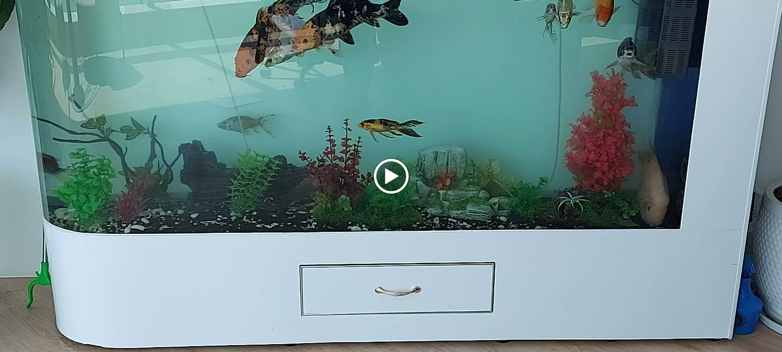 Ahli Aquarium LLC - صورة 2