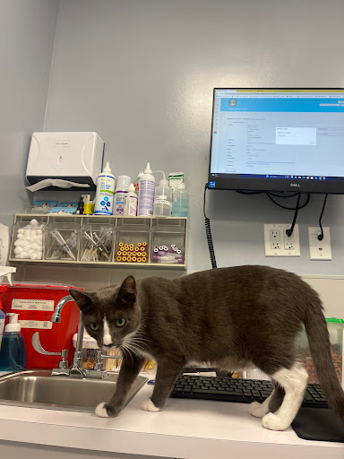 Williamsburg Veterinary Clinic Logo