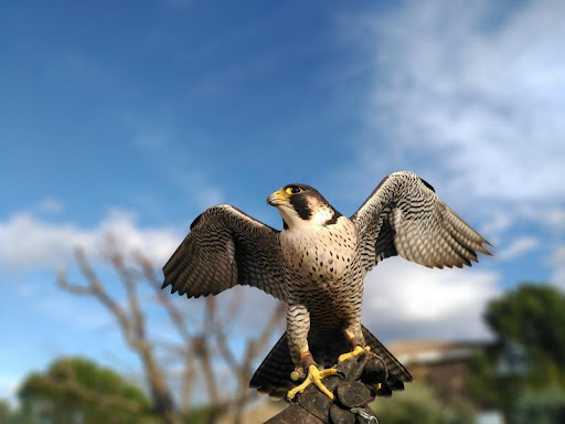 Control Peregrinus