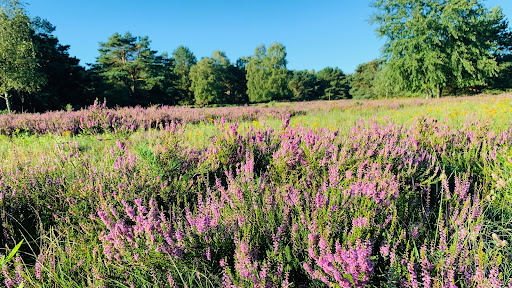 Naturblicke "Luftbild Camp Reinsehlen" Gallery - Germany