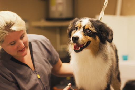 Pupperz Pet Grooming - Thumbnail