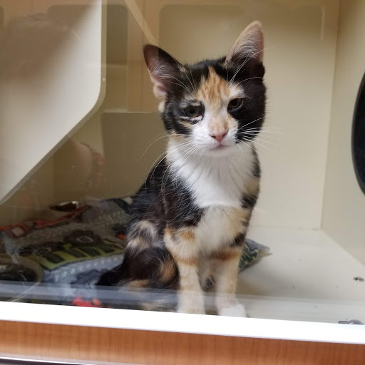 Calaveras Humane Society - Thumbnail
