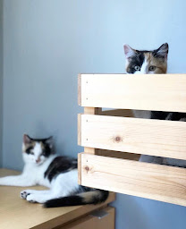 Photo n°19 de Clinique Vétérinaire Mora à Enghien-les-Bains (Vétérinaire)