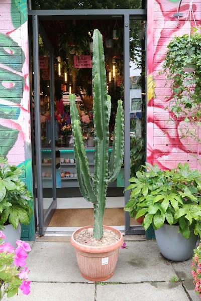 Memento Florist & Plant Store