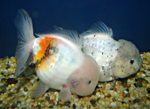 Windsor Fish Hatchery online