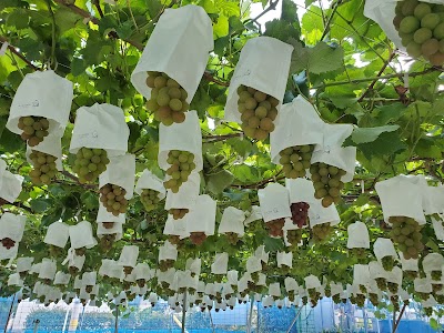 根岸ぶどう園