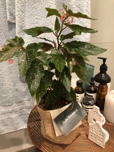 Hello Botanical - Visual