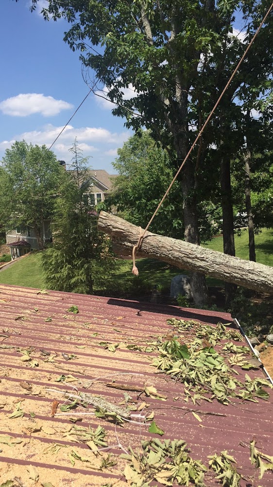 Emergency Tree Removal – photo 2 of 3