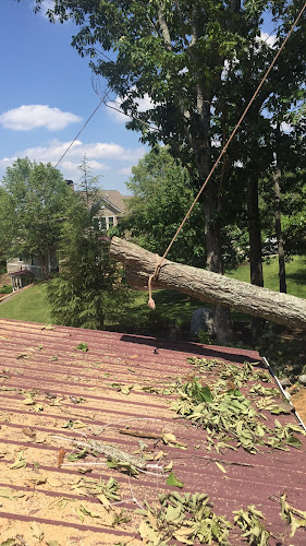 Emergency Tree Removal