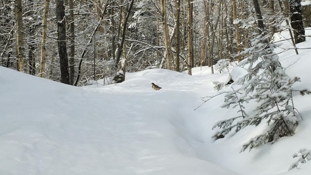 Parc national du Mont-Tremblant